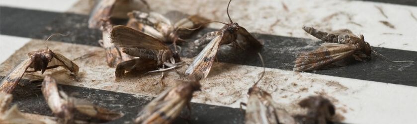 Dezinsekcija moljaca, zidni moljci