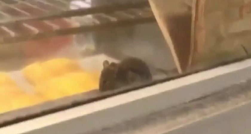 Miševi u poslovnom prostoru