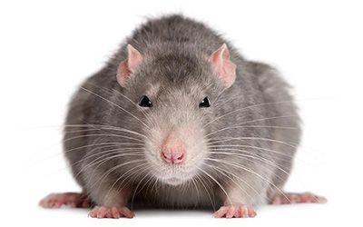 Deratizacija miševa i štakora